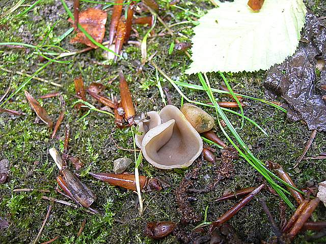 La  Flora  micologica  Alsaziana